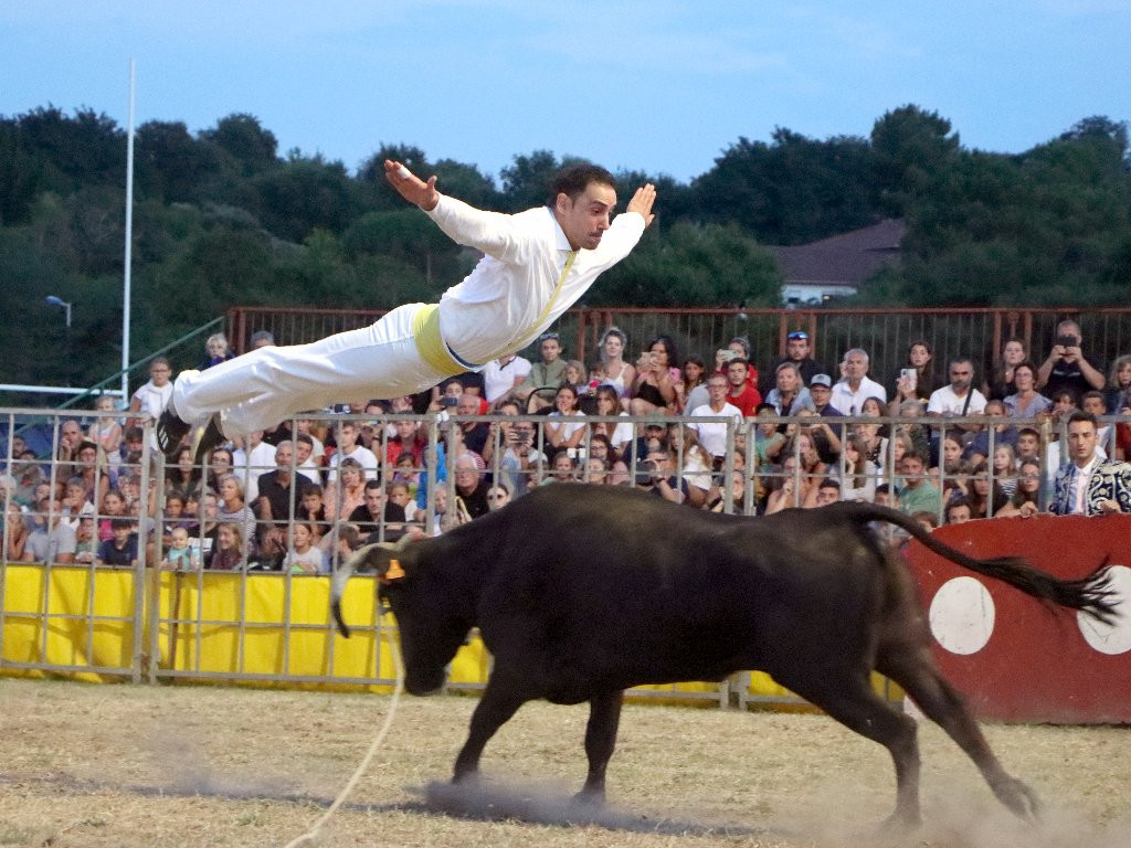 courses de vaches landaises ondres courses de vaches landaises ondres