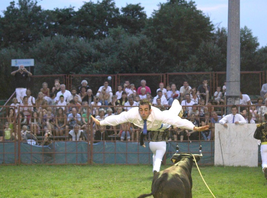 courses de vaches landaises ondres - © otcs courses de vaches landaises ondres