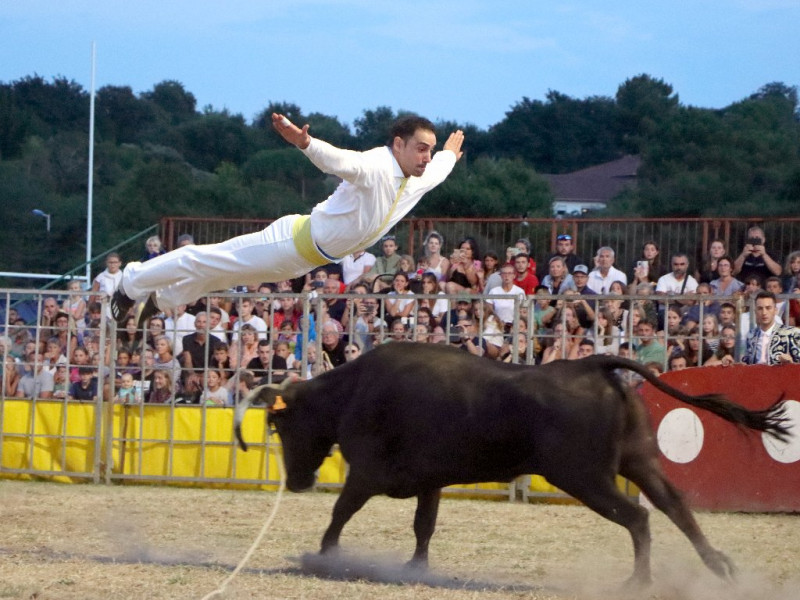 courses de vaches landaises ondres